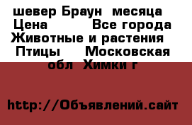 шевер Браун 2месяца › Цена ­ 200 - Все города Животные и растения » Птицы   . Московская обл.,Химки г.